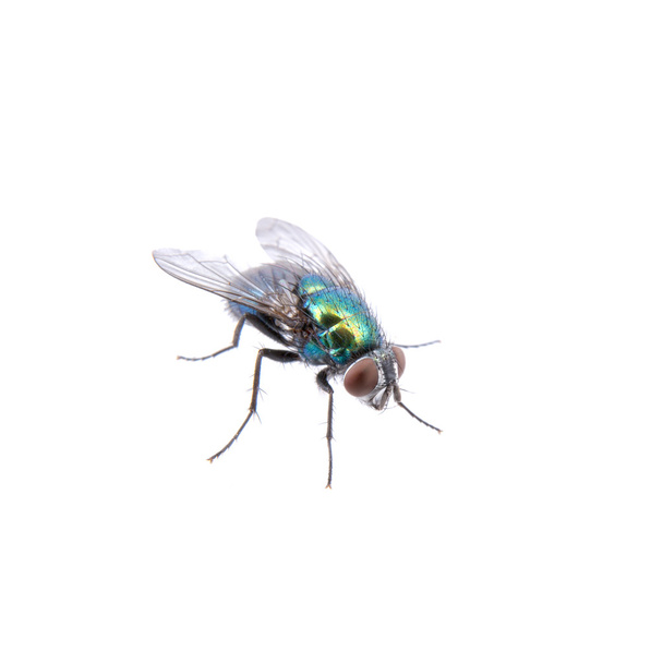 Green fly na czarnym tle - Zdjęcie, obraz