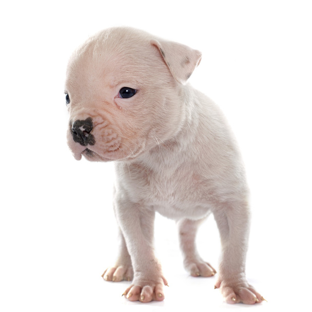 puppy Amerikaanse bulldog - Foto, afbeelding