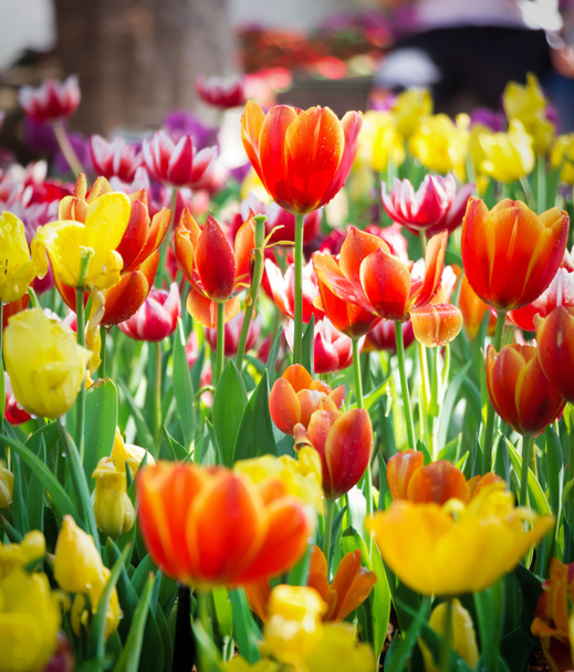 Field of Tulips in various colors - Photo, Image