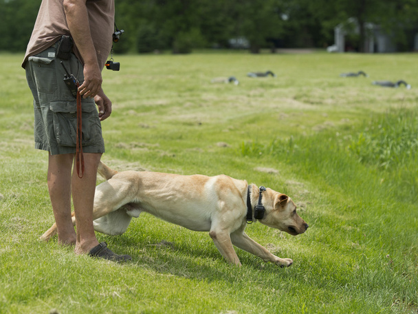 Ένα Labrador Retriever που εκπαιδεύονται για το κυνήγι - Φωτογραφία, εικόνα