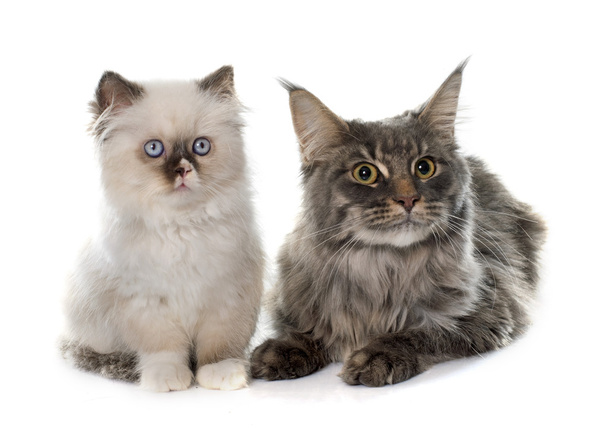 british longhair kitten and maine coon - Photo, Image