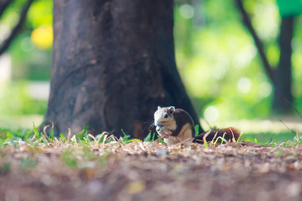 A parkban élő mókusok - Fotó, kép