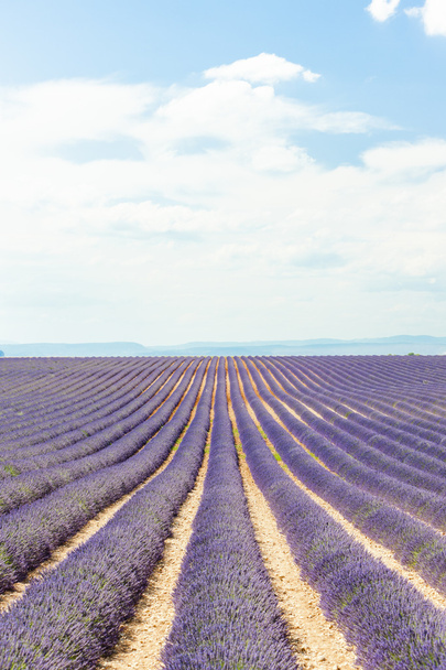 Lavender field, Plateau de Valensole, Provence, France - Photo, Image