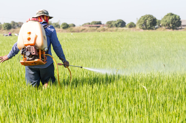 granjero rociando pesticidas en el campo de arroz
 - Foto, Imagen