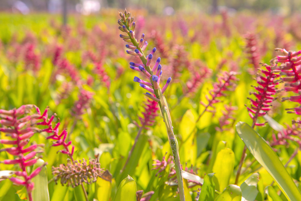 colorful of Bromeliad flower in agricultural farm - Photo, Image