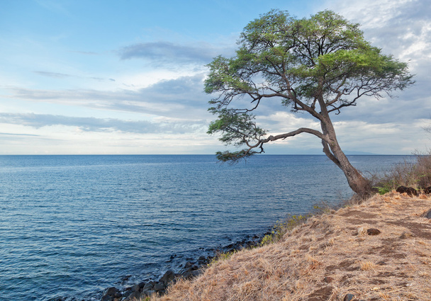 árbol en la playa sobre un fondo de un hermoso cielo atardecer
 - Foto, Imagen