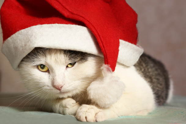siberian tom cat in santa hat close up portrait - Photo, Image