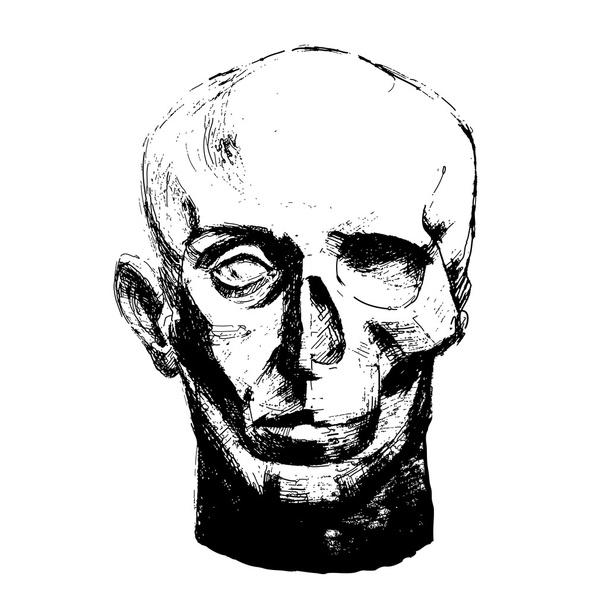 詳細な人間の頭蓋骨と顔のベクトル イラスト - ベクター画像