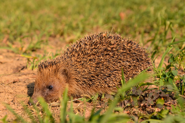 European Hedgehog Mammal Animal - Photo, Image