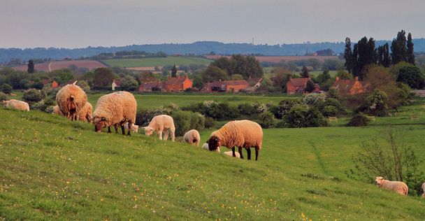 Sheep grazing at Burrow Mump - Photo, Image