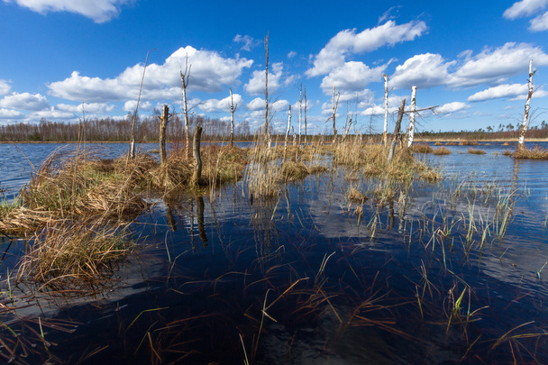 tavasszal mocsári-tó - Fotó, kép