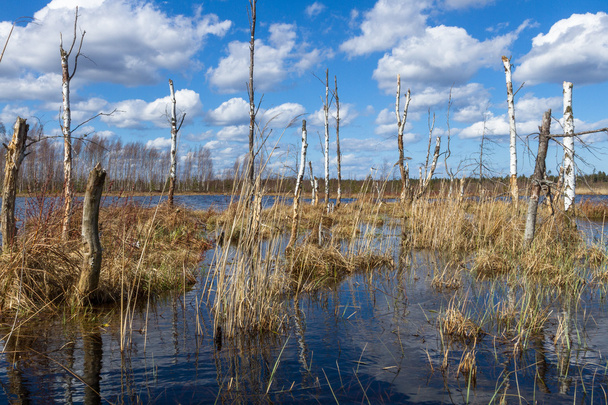 春の沼湖 - 写真・画像