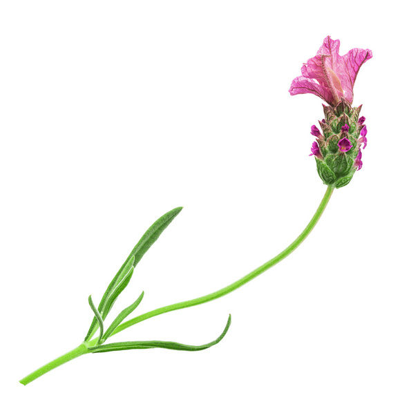 pink lavender flower - Foto, afbeelding