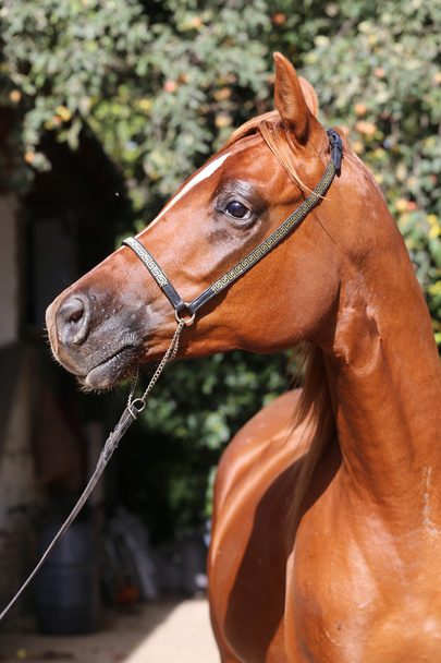 Bella testa di stallone arabo con showhalter decorativo
  - Foto, immagini
