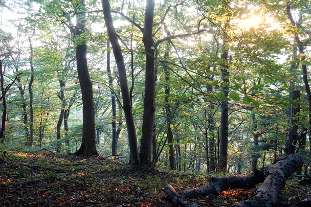 Sunlight in the forest in Swabia, Germany - Φωτογραφία, εικόνα