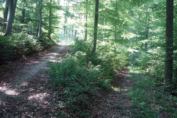 Footpath in the forest - Photo, Image