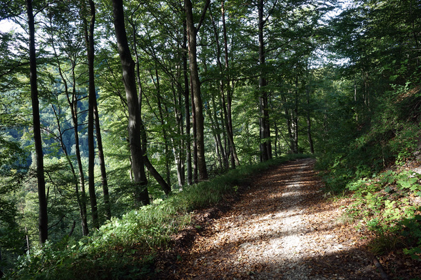 Hiking train Albsteig  in the forest in Swabia, Germany - Foto, immagini