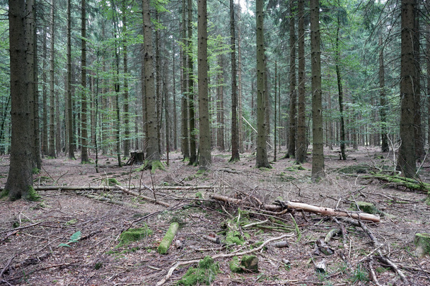 In the fir-tree forest in Swabia, Germany - Foto, Bild