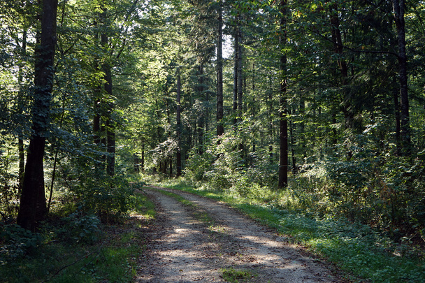 Track in the forest - Zdjęcie, obraz