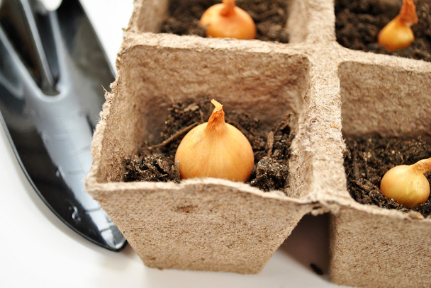 Close-up de plantar bolbos de cebola em vasos de turfa
 - Foto, Imagem