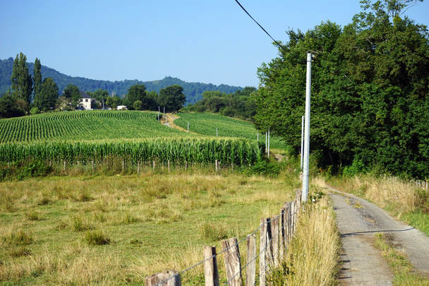Track near green corn field in France - Foto, afbeelding