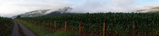 Зеленое кукурузное поле с забором и рельсами
 - Фото, изображение