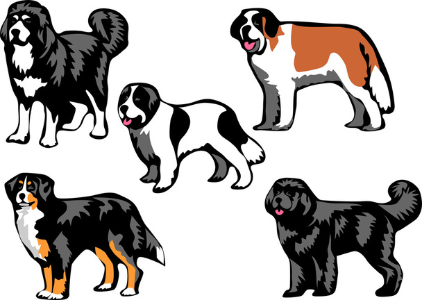 Molosser dog breeds - Vector, Image
