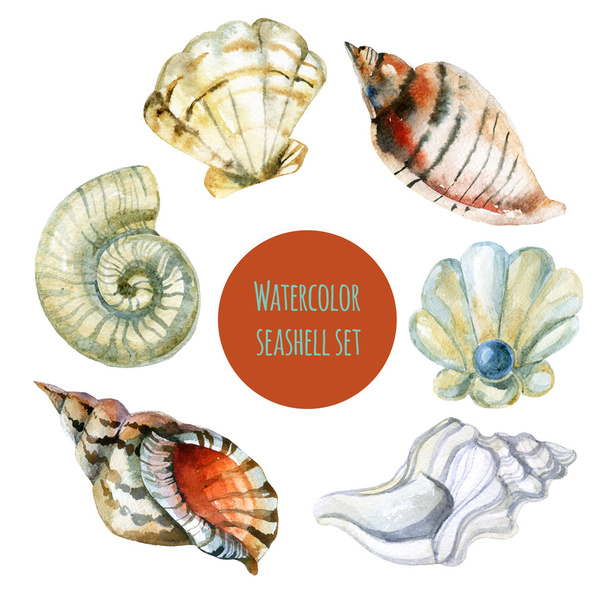 Seashell watercolor illustration - Photo, Image