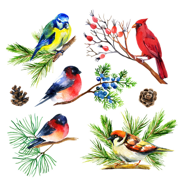 Watercolor bullfinch, titmouse, cardinal and sparrow on branches - Fotoğraf, Görsel