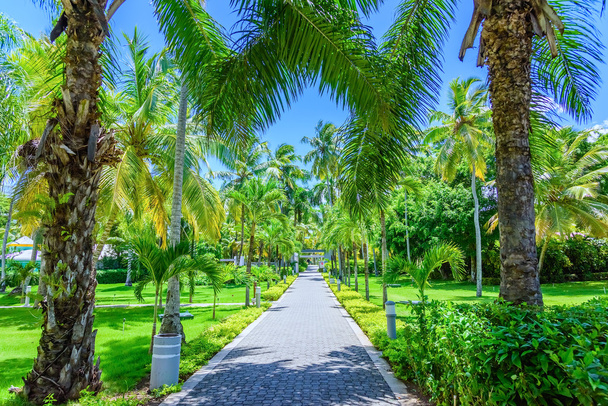 green palm alley - Foto, Imagen