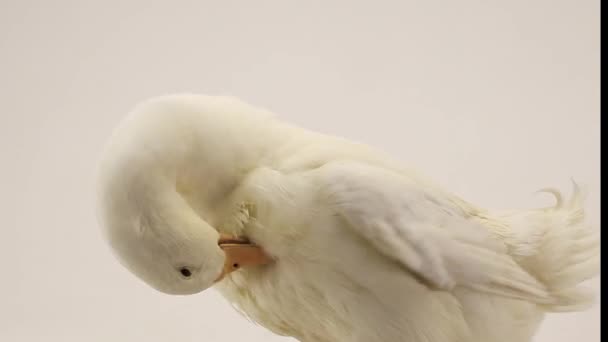 Kacsa fehér háttér - Felvétel, videó