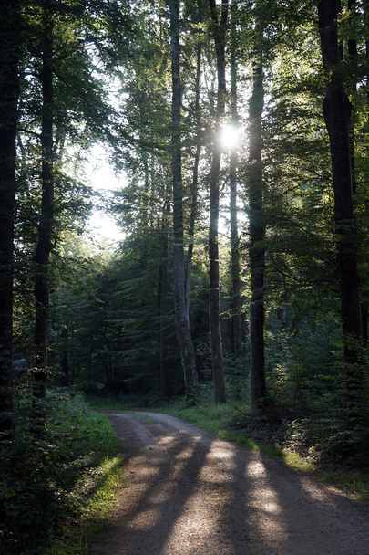 In the forest - Φωτογραφία, εικόνα