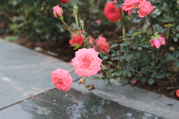 a flower bed of Rose - Photo, Image