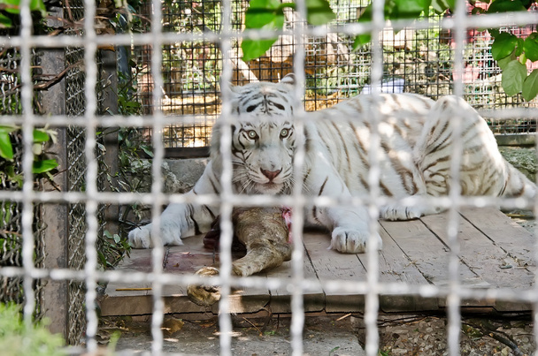 tigre branco na gaiola
 - Foto, Imagem
