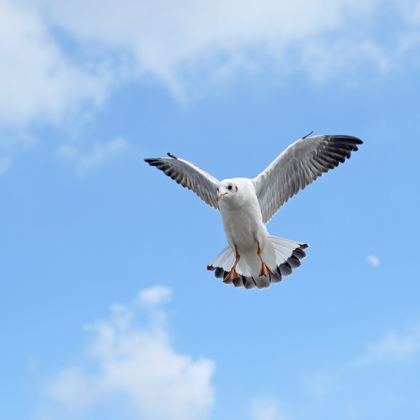 latający ptak mewa  - Zdjęcie, obraz
