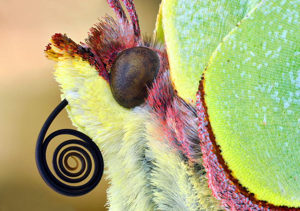 Gonepteryx rhamni Macro постріл
 - Фото, зображення