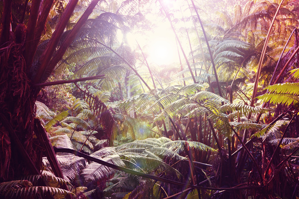 Zelené džungle v Hawaii - Fotografie, Obrázek