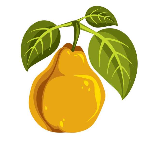 Single yellow pear - Vecteur, image