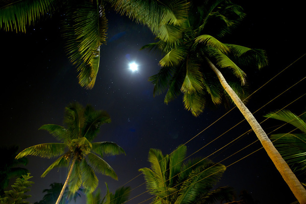 Beautiful palm trees illuminated by the moon - Foto, Imagen