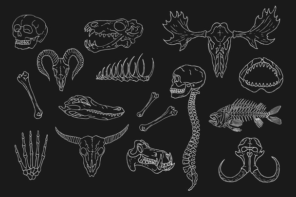 Diverse Skulls and Bones Set. - Διάνυσμα, εικόνα