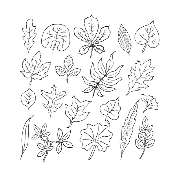 Hand-drawn leaves doodles set. - Vettoriali, immagini