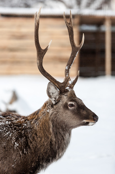 portret jelenia na tle śniegu - Zdjęcie, obraz