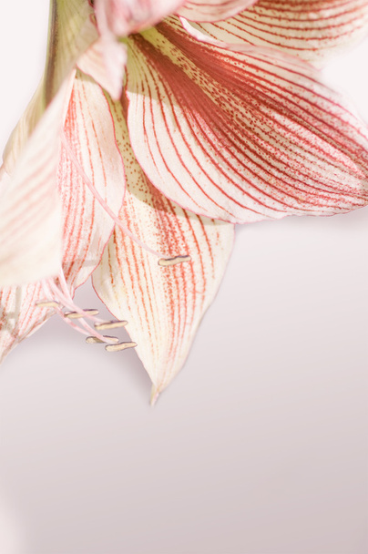 Belle fleur de lys
 - Photo, image