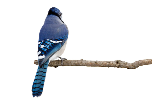Vista trasera de un bluejay posado en una rama
 - Foto, Imagen