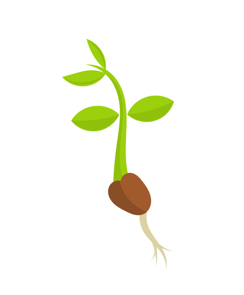 Plant seedling germination - Vector, Image