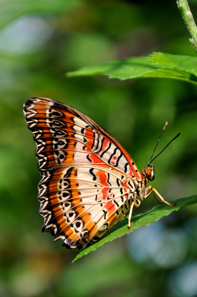 czerwony lacewing motyl - Zdjęcie, obraz