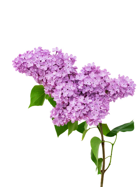 Lilac flower isolated on white background - Syringa vulgaris - Photo, Image