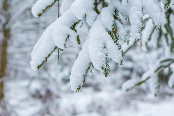 Ветка ели под снегом
 - Фото, изображение