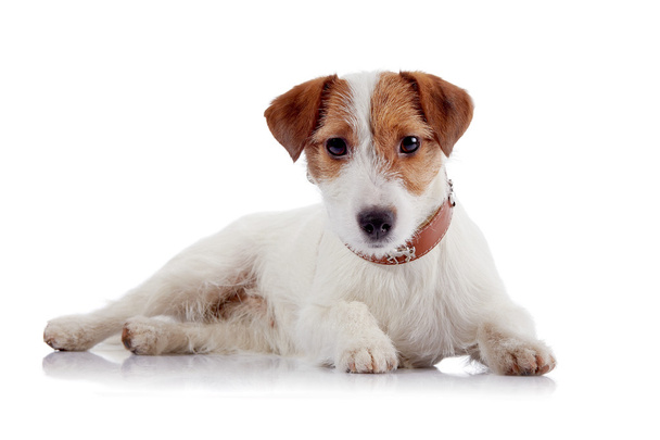 ジャック ラッセル テリアの品種の犬は赤と白 - 写真・画像