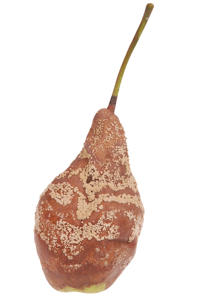 A rotten pear on white - Photo, Image